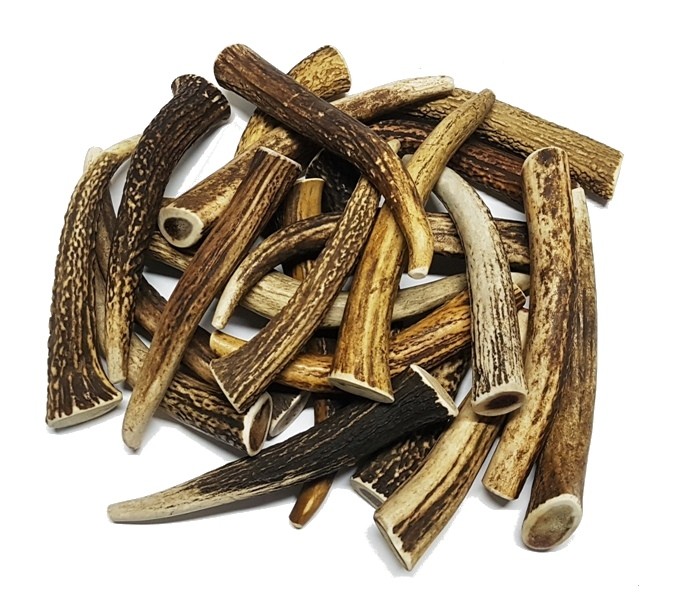 Poroże Jelenia gryzak dla psa samomieso.pl  M 1